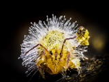 Kugelspringer (Sminthuridae, Collembola) von dem erst kürzlich entdeckten Pilz Pandora batellata parasitiert. Kugelspringer sind sehr klein, sie werden nur 0,5 bis 2 mm groß.